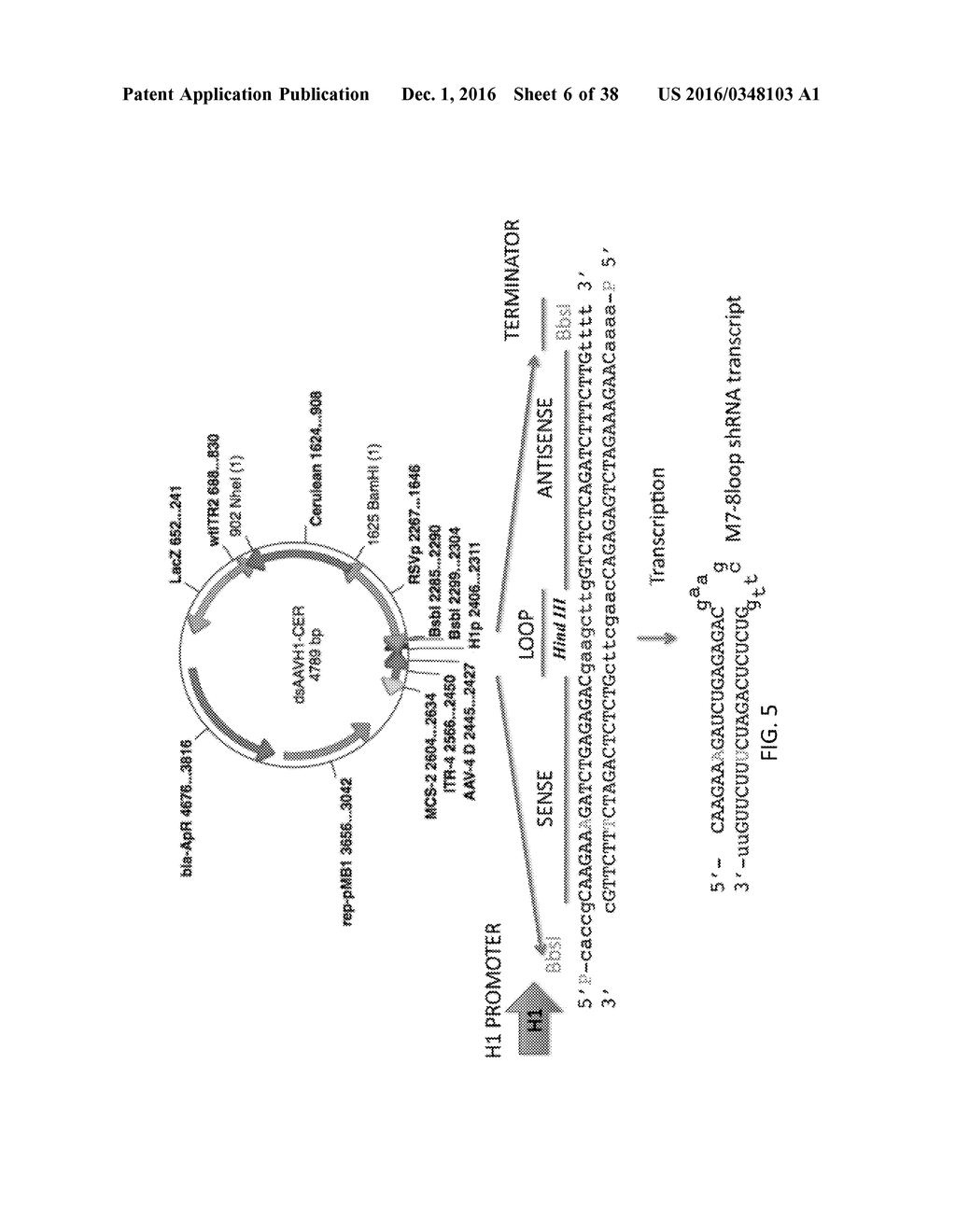 Oligonucleotides and Methods for Treatment of Cardiomyopathy Using RNA     Interference - diagram, schematic, and image 07