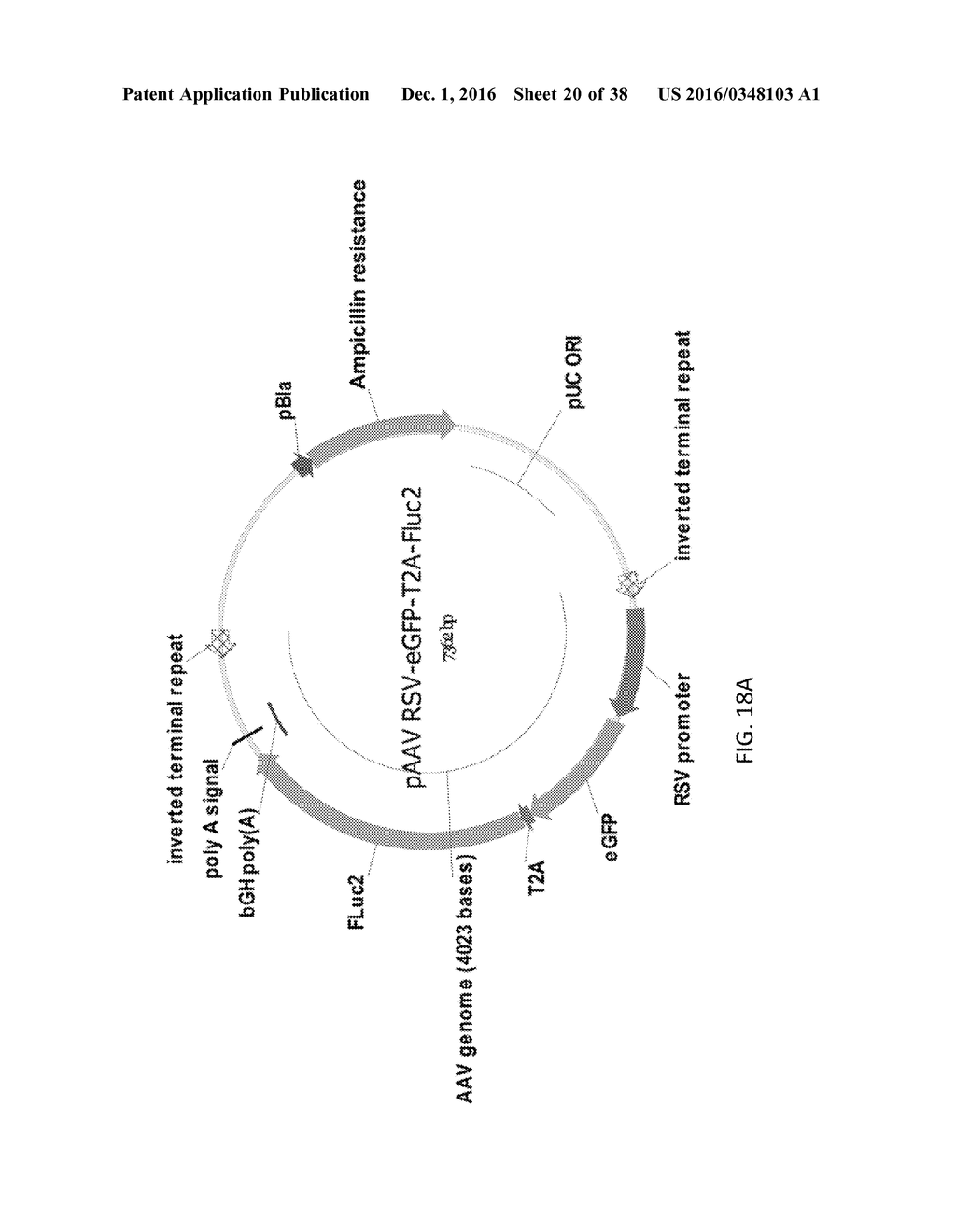 Oligonucleotides and Methods for Treatment of Cardiomyopathy Using RNA     Interference - diagram, schematic, and image 21