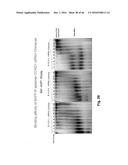 RNA  APTAMERS AGAINST BAFF-R AS CELL-TYPE SPECIFIC DELIVERY AGENTS AND     METHODS FOR THEIR USE diagram and image