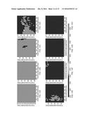 BACTERIAL DETECTION PLATFORM BASED ON SERS MAPPING diagram and image