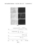 Light-Up Probes Based On Fluorogens With Aggregation Induced Emission     Characteristics For Cellular Imaging And Drug Screening diagram and image