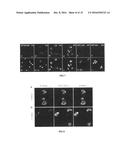 Light-Up Probes Based On Fluorogens With Aggregation Induced Emission     Characteristics For Cellular Imaging And Drug Screening diagram and image