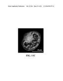 ELECTROCHEMICAL APPROACH FOR CANCER DETECTION diagram and image