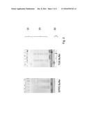 ELECTROPHORESIS BUFFER FOR EXTENDING THE USEFUL ELECTROPHORESIS LIFE OF AN     ELECTROPHORESIS GEL diagram and image