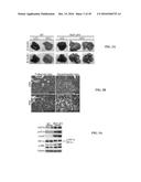 ANIMAL MODEL OF NASH-INDUCED HEPATOCELLULAR CARCINOMA AND METHODS FOR     DEVELOPING SPECIFIC THERAPEUTICS diagram and image