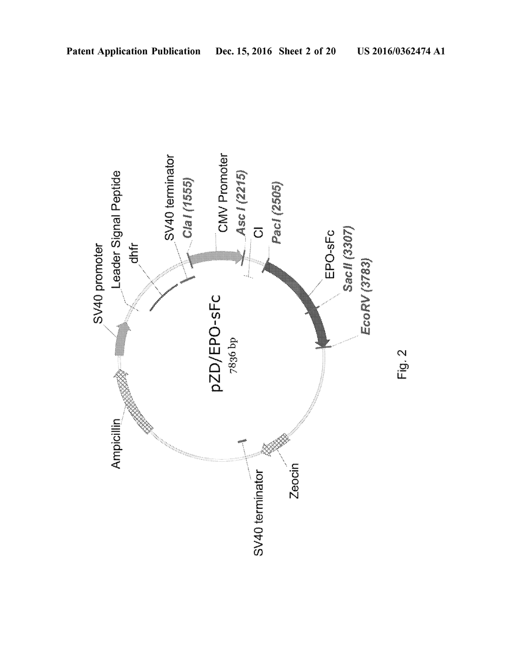 IMMUNOGLOBULIN FUSION PROTEINS AND USES THEREOF - diagram, schematic, and image 03