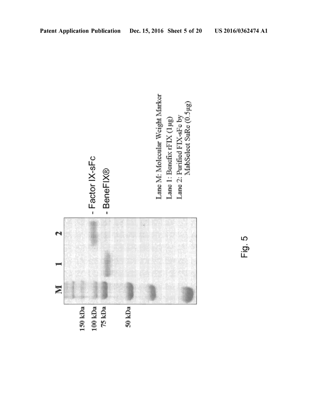 IMMUNOGLOBULIN FUSION PROTEINS AND USES THEREOF - diagram, schematic, and image 06