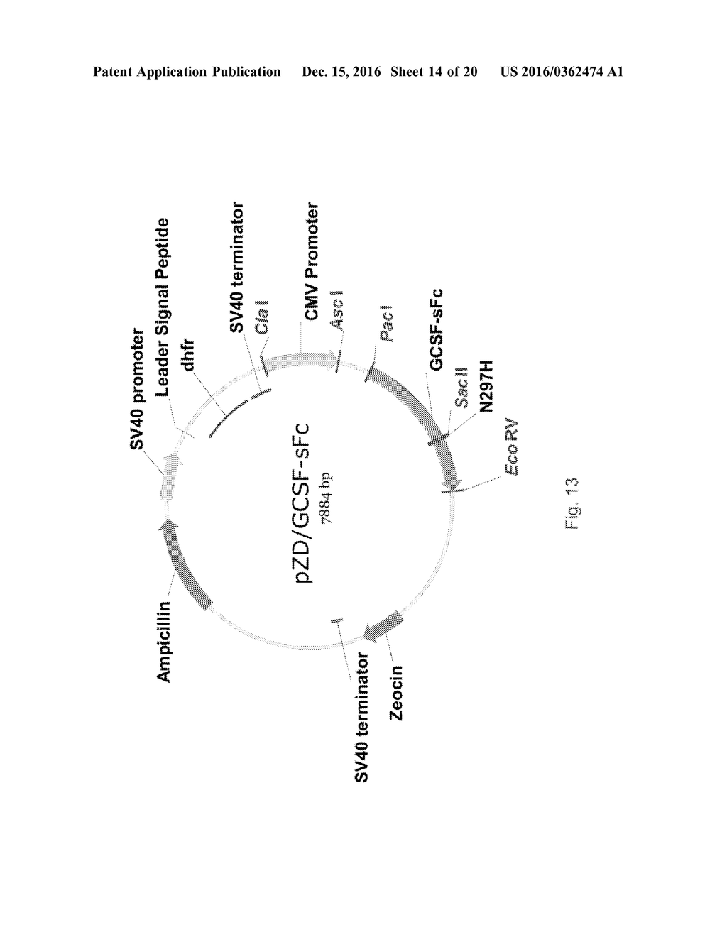 IMMUNOGLOBULIN FUSION PROTEINS AND USES THEREOF - diagram, schematic, and image 15