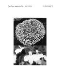 Lobelia plant named  SUNLOBE TOREHO  diagram and image