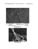 NANOPARTICLES COMPRISED OF SHELLS ASSOCIATED WITH CHARGED ENTITIES AND     FORMED FROM MONOMERS AND METHODS OF MAKING AND USING NANOPARTICLES diagram and image