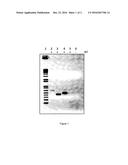 CO-EXPRESSION OF MAGNETOTACTIC BACTERIAL GENES AND GENES ENCODING IRON     HANDLING PROTEINS IN CELLS diagram and image