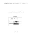 HALOGENATED COMPOUNDS FOR CANCER IMAGING AND TREATMENT AND METHODS FOR     THEIR USE diagram and image