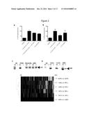 MOLECULES AND COMPOSITIONS THAT INHIBIT GRAM NEGATIVE BACTERIA AND THEIR     USES diagram and image