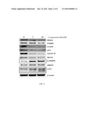 SUBSTITUTED BENZOFURANYL AND BENZOXAZOLYL COMPOUNDS AND USES THEREOF diagram and image