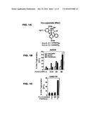 COMBINATION OF ROCAGLAMIDE AND APOPTOSIS INDUCING SUBSTANCES FOR THE     TREATMENT OF CANCER diagram and image