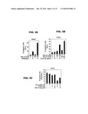 COMBINATION OF ROCAGLAMIDE AND APOPTOSIS INDUCING SUBSTANCES FOR THE     TREATMENT OF CANCER diagram and image