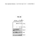 COMBINATION OF ROCAGLAMIDE AND APOPTOSIS INDUCING SUBSTANCES FOR THE     TREATMENT OF CANCER diagram and image