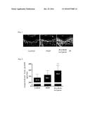 COMPOSITION COMPRISING HORDEUM VULGARE EXTRACT FOR PREVENTING OR TREATING     SHORT STATURE diagram and image