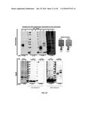 PRRSV minor protein-containing recombinant viral vectors and methods of     making and use thereof diagram and image