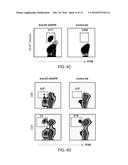 AGENTS THAT ENGAGE ANTIGEN-PRESENTING CELLS THROUGH DENDRITIC CELL     ASIALOGLYCOPROTEIN RECEPTOR (DC-ASGPR) diagram and image