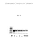 MODIFIED POLYNUCLEOTIDES FOR THE PRODUCTION OF SECRETED PROTEINS diagram and image