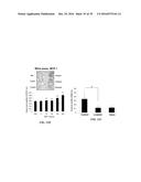 METAP-2 INHIBITOR POLYMERSOMES FOR THERAPEUTIC ADMINISTRATION diagram and image