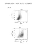 ENHANCING THE T-CELL STIMULATORY CAPACITY OF HUMAN ANTIGEN PRESENTING     CELLS IN VITRO AND IN VIVO AND ITS USE IN VACCINATION diagram and image