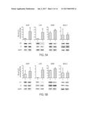 INHIBITORS OF MITOCHONDRIAL PYRUVATE DEHYDROGENASE KINASE ISOFORMS 1-4 AND     USES THEREOF diagram and image