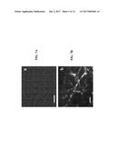 METHODS OF ATTACHING A MOLECULE-OF-INTEREST TO A MICROTUBE diagram and image