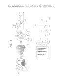 NOVEL CYSTEINE PROTEASE INHIBITORS AND USES THEREOF diagram and image