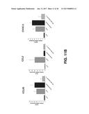 PYRROLIDINE CARBOXAMIDO DERIVATIVES AND METHODS FOR PREPARING AND USING     THE SAME diagram and image