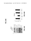 PYRROLIDINE CARBOXAMIDO DERIVATIVES AND METHODS FOR PREPARING AND USING     THE SAME diagram and image