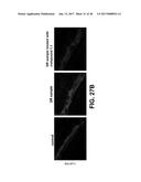 PYRROLIDINE CARBOXAMIDO DERIVATIVES AND METHODS FOR PREPARING AND USING     THE SAME diagram and image