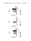 PYRROLIDINE CARBOXAMIDO DERIVATIVES AND METHODS FOR PREPARING AND USING     THE SAME diagram and image