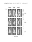 STABILIZED ALPHA HELICAL PEPTIDES AND USES THEREOF diagram and image