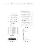 STABILIZED ALPHA HELICAL PEPTIDES AND USES THEREOF diagram and image