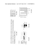 STABILIZED ALPHA HELICAL PEPTIDES AND USES THEREOF diagram and image