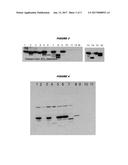 MODIFIED MENINGOCOCCAL FHBP POLYPEPTIDES diagram and image