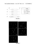 POLYMER PARTICLES AND USES THEREOF diagram and image