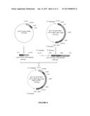 POLYMER PARTICLES AND USES THEREOF diagram and image