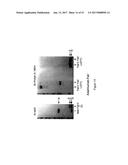 HYBRID IMMUNOGLOBULIN CONTAINING NON-PEPTIDYL LINKAGE diagram and image