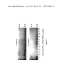 HYBRID IMMUNOGLOBULIN CONTAINING NON-PEPTIDYL LINKAGE diagram and image