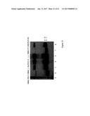 HYBRID IMMUNOGLOBULIN CONTAINING NON-PEPTIDYL LINKAGE diagram and image