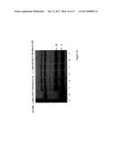 HYBRID IMMUNOGLOBULIN CONTAINING NON-PEPTIDYL LINKAGE diagram and image