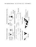 THERAPEUTIC PEPTIDES diagram and image