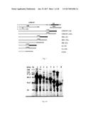 Fusion Protein Comprising Diphtheria Toxin Non-Toxic Mutant CRM197 or     Fragment Thereof diagram and image