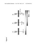 CLAUDIN-6-SPECIFIC IMMUNORECEPTORS AND T CELL EPITOPES diagram and image