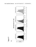 CLAUDIN-6-SPECIFIC IMMUNORECEPTORS AND T CELL EPITOPES diagram and image