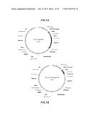 CHEMOKINE-IMMUNOGLOBULIN FUSION POLYPEPTIDES, COMPOSITIONS, METHOD OF     MAKING AND USE THEREOF diagram and image