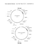 CHEMOKINE-IMMUNOGLOBULIN FUSION POLYPEPTIDES, COMPOSITIONS, METHOD OF     MAKING AND USE THEREOF diagram and image